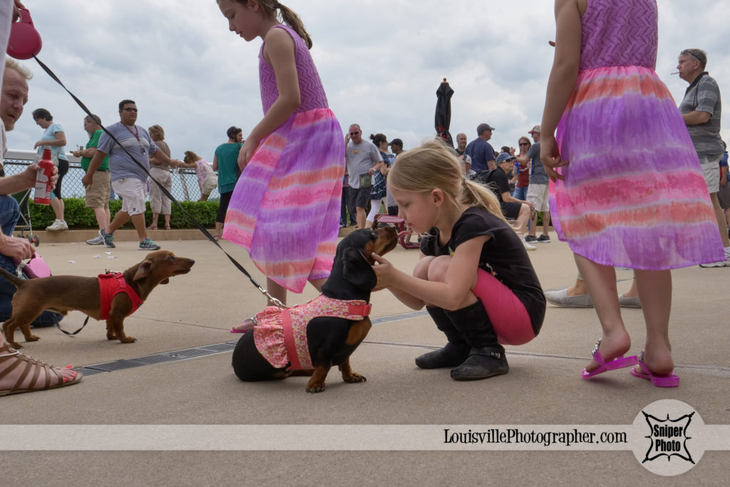 Wiener Dog Nationals at Belterra Park in Cincinnati